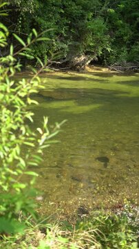 Green river flowing through the forest