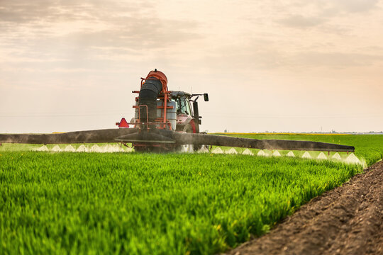 Tractor spraying pesticide on green wheat crop field, protecting future harvest