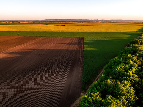 Agricultural fields showcasing different crop stages and plowed soil under warm golden hour light, with trees bordering the scene