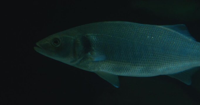 Close-up view of a sleek bass fish swimming in clear water with detailed scales and reflective surface texture under dark aquatic environment