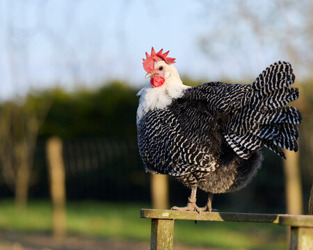 A black and white barred braekel hen with a red comb standing proudly on a wooden perch outside in a farmyard with a soft green background.
