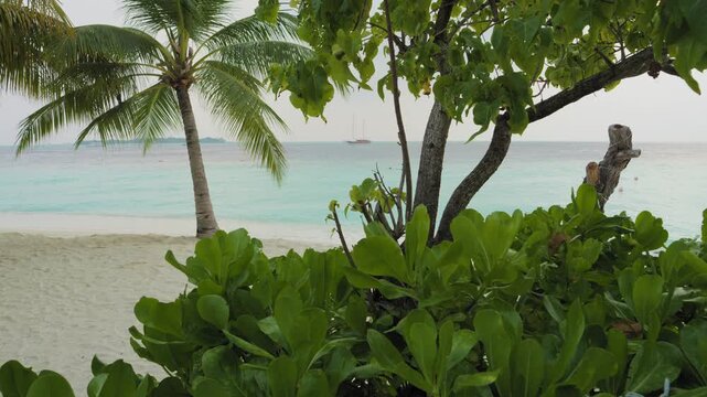 Locked-off wide view through dense coastal greenery and a coconut palm toward white sand, pale turquoise lagoon water and a two-masted sailing yacht offshore in the Maldives.