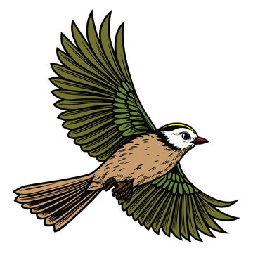 bird of prey