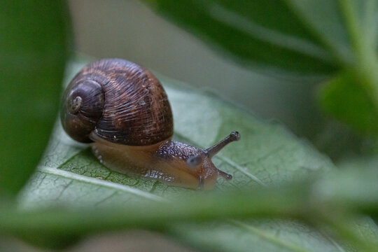 Macro close-up of a small brown land snail crawling across a fresh green leaf, showing detailed shell texture, moist body, natural wildlife behavior, soft light, and blurred garden background.