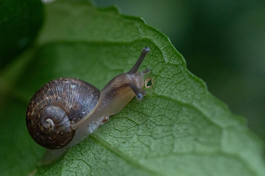 Macro close-up of a small brown land snail crawling across a fresh green leaf, showing detailed shell texture, moist body, natural wildlife behavior, soft light, and blurred garden background.