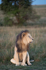 Male lion in Masai Mara © Quentin