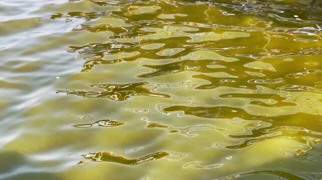 Green Algae Covering Polluted Water Surface