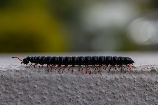 Macro close-up of a black millipede with red legs crawling on a concrete surface, showing segmented body detail, many legs, natural movement, shallow depth of field, and soft garden bokeh.