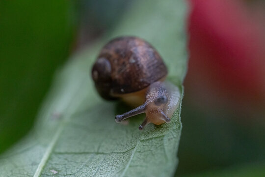 Macro close-up of a small brown land snail crawling across a fresh green leaf, showing detailed shell texture, moist body, natural wildlife behavior, soft light, and blurred garden background.