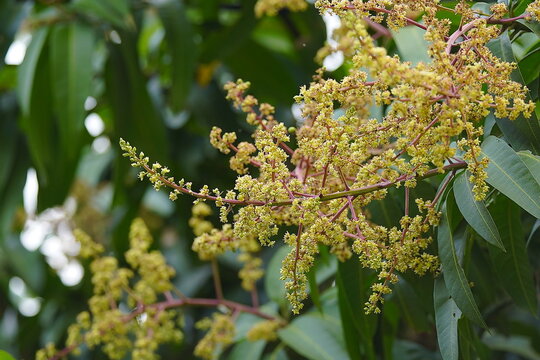 The primary function of the mango flower is to serve as an organ for sexual reproduction, producing the fruit's precursor.
