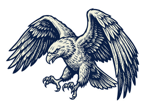 Eagle with spread wings, sharp talons and detailed feathers, vintage engraved illustration, wildlife vector illustration.