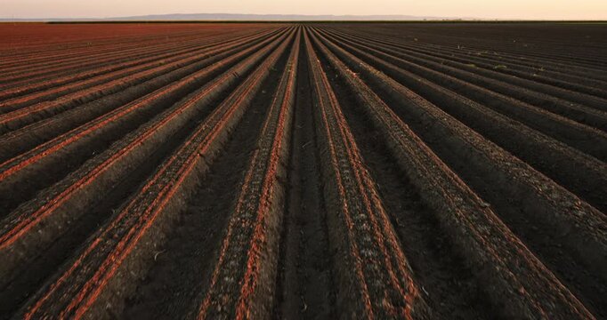 Perspective view of cultivated farm field furrows at sunset revealing the horizon