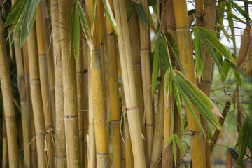 Obraz premium Planting bamboo offers numerous remarkable benefits, ranging from environmental preservation to high economic value. This plant is renowned for its rapid growth, ability to absorb large amounts of car