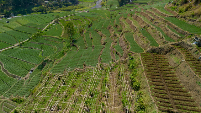 Aerial top down view of green shallot terraced field near river in Pujon, Malang, East Java, Indonesia