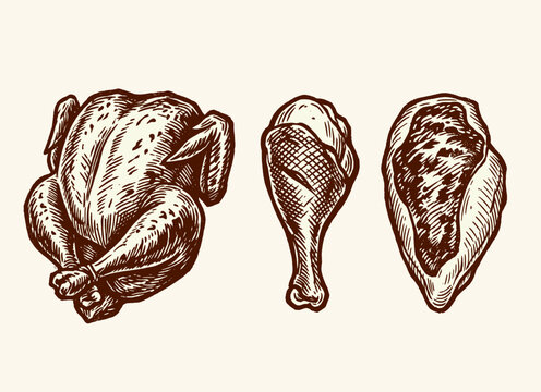 Chicken meat collection with whole chicken, drumstick and breast cuts, hand drawn vintage engraving, culinary vector illustration.