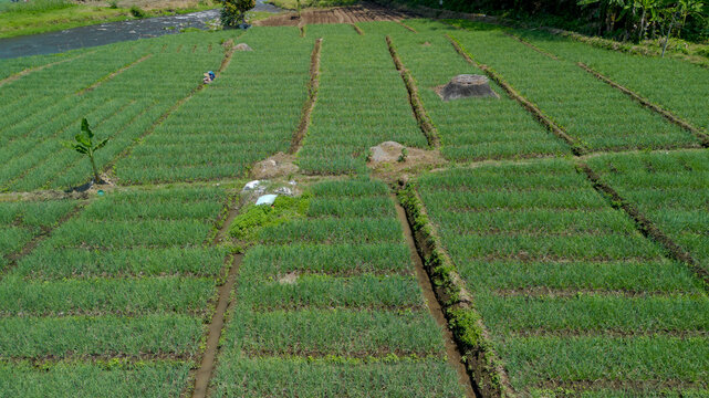 Aerial top down view of green shallot terraced field near river in Pujon, Malang, East Java, Indonesia