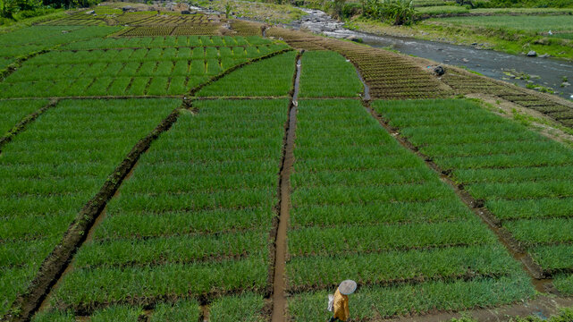 Aerial top down view of green shallot terraced field near river in Pujon, Malang, East Java, Indonesia