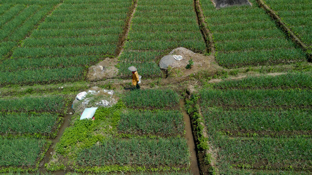 Aerial top down view of green shallot terraced field near river in Pujon, Malang, East Java, Indonesia