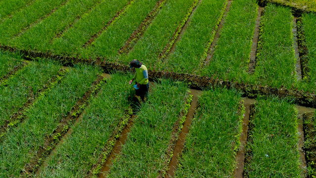 Aerial top down view of green shallot terraced field near river in Pujon, Malang, East Java, Indonesia