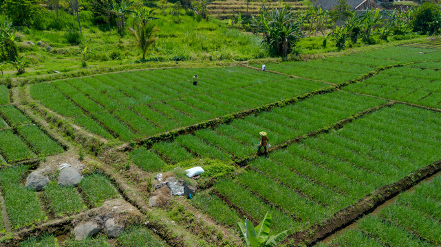 Aerial top down view of green shallot terraced field near river in Pujon, Malang, East Java, Indonesia