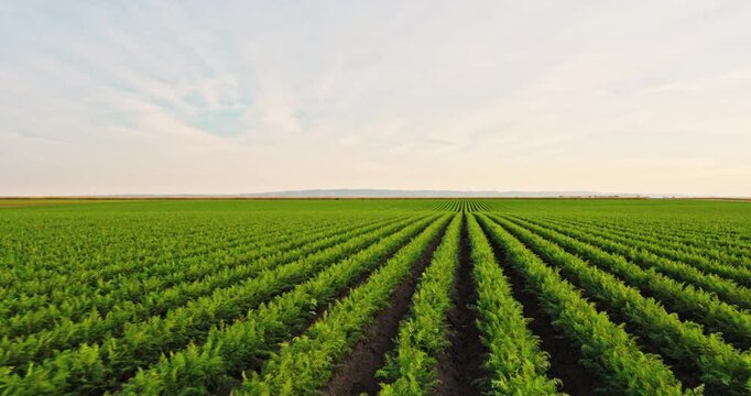 Vast agricultural field with vibrant green carrot crops growing in long, symmetrical rows. Countryside farm landscape under a beautiful sky