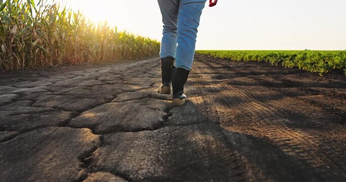 Low angle view following a woman in rubber boots walking on a rural road. A young farmer checking the corn and carrot cultivation at sunset