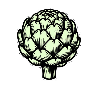 Artichoke with layered pointed leaves and detailed texture, vintage engraved illustration, vegetable and culinary vector illustration.