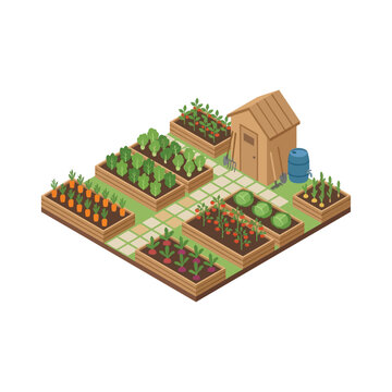 Isometric Vegetable Garden Plot with Wooden Raised Beds and Small Storage Shed