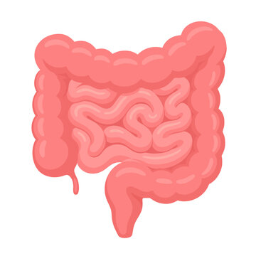 illustration of human intestines, a vital part of the digestive system vector