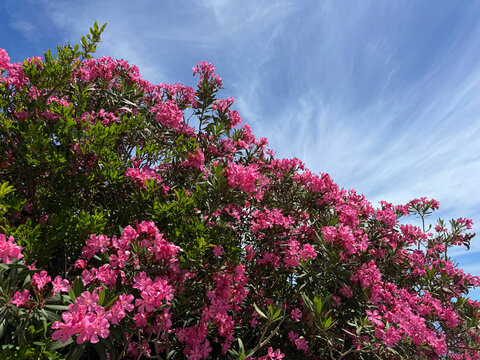 Oleander Nerium lush pink flowering bush