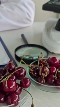 Exploring cherries under a microscope in a laboratory setting