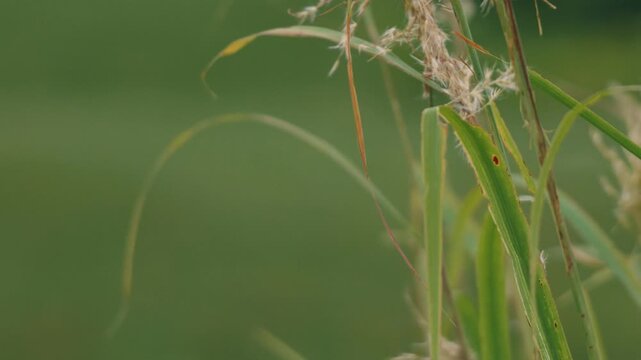 Close-up of grass leaves with a beautifully blurred grassland background
