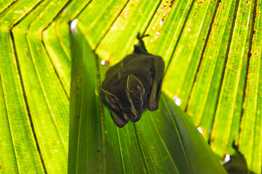 Wildlife conservation and biodiversity, small bat resting under a large green palm leaf in a tropical rainforest habitat