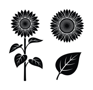 Sunflower plant with two flower heads and one leaf illustration.