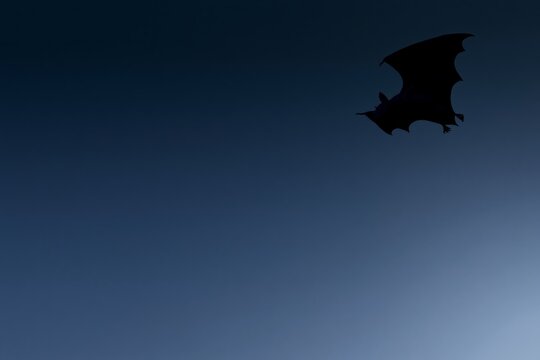 Close silhouette of a bat flying through a dark evening sky, conceptual image for bat immunity, virus research, genomics, disease resistance and emerging infectious disease science