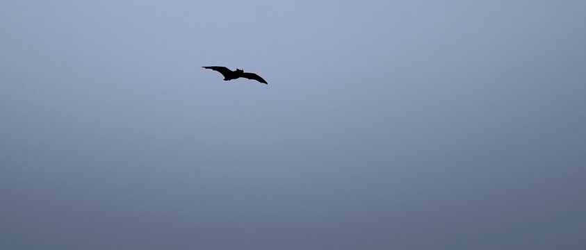 Flying bat silhouette isolated against a clear blue sky with large copy space, representing genome research, exceptional longevity, immunity and disease resistance in bats