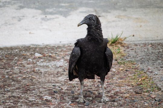 Wildlife conservation and ecosystem balance, black vulture standing on rocky ground in natural habitat, scavenger bird in wild nature environment