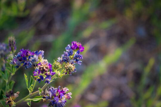 Agriculture and biodiversity, purple alfalfa flowers blooming in a summer meadow with soft natural sunlight and blurred green field background