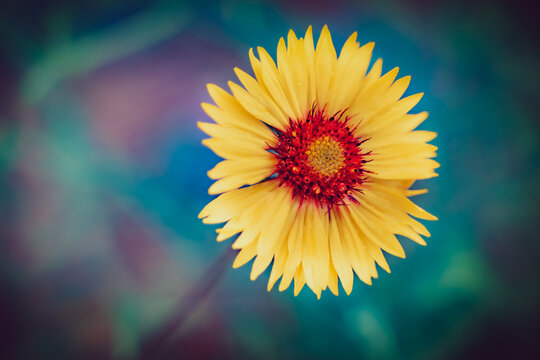 Nature and biodiversity, yellow blanket flower blooming in a garden, summer growth and botanical beauty with soft focus background