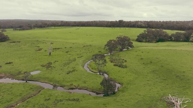 Slow forward drone flight over a country road running through lush green farmland near the Perup River, with cows passing through an underpass on an overcast day. A calm rural Australian landscape.