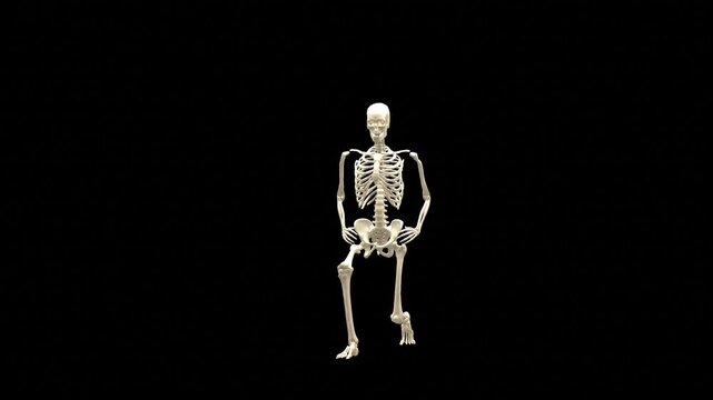 Medical 3D animation of forward lunge exercise featuring a 3D Skeletal System Model, captured in 180 Degree Turntable Rotating View, Isolated Transparent Alpha Channel