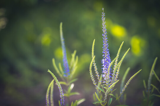 Nature conservation and biodiversity, purple veronica flowers blooming in a summer garden with soft sunlight and blurred green foliage background