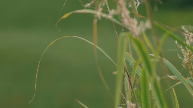 Close-up of grass leaves with a beautifully blurred grassland background
