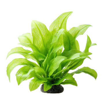 Bright green aquarium plant with translucent veined leaves isolated on transparent background