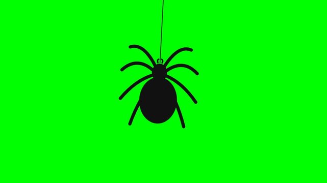 Spider on green background hanging from thread in close up.