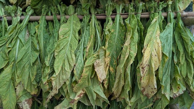 Freshly harvested raw tobacco leaves hanging on a bamboo pole for the drying and curing process in a rural agricultural setting