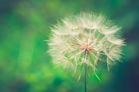 Nature resilience and growth, dandelion seed head in spring meadow with soft focus background for environmental conservation and wellness concepts