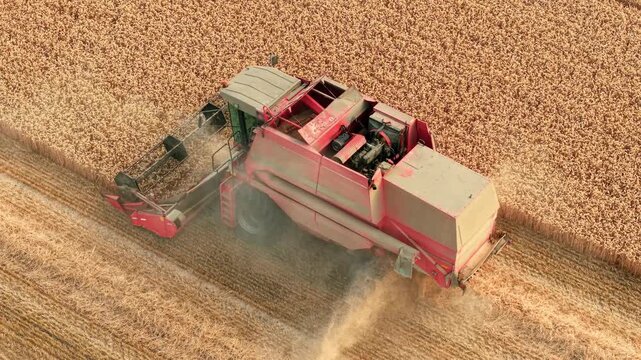 Combine harvester harvesting ripe wheat across mature grain field. Barley crop, dust plume and processed straw discharge trailing behind harvesting machine during peak season. Modern farming