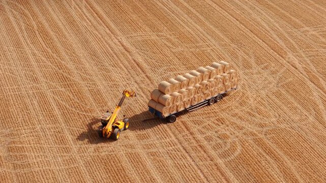 Telehandler loading round hay bales onto trailer. Dry forage collection across harvested field for cattle and sheep feed with stacked bale transport. Modern farming, agricultural logistics and