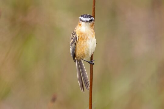 Sharp-tailed Tyrant 
